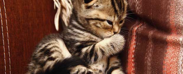 Common Cat Diseases And Their Treatment