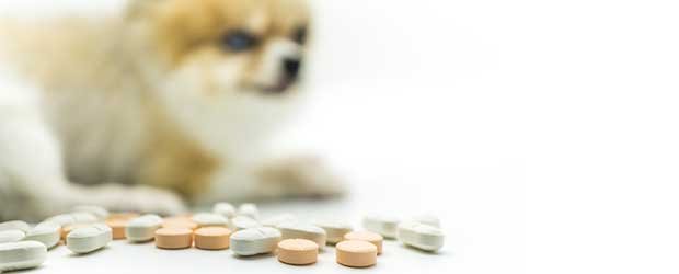 Buying pet meds without vet prescription