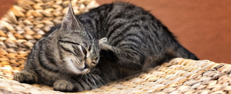 best flea and tick for cats