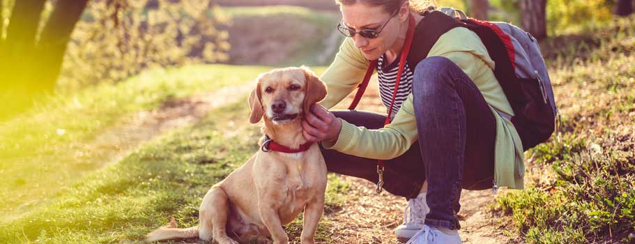 flea treatment for outside dogs