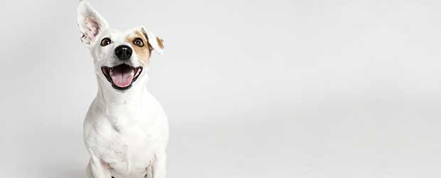 Best Flea Meds for Dogs Best Flea Meds for Dogs