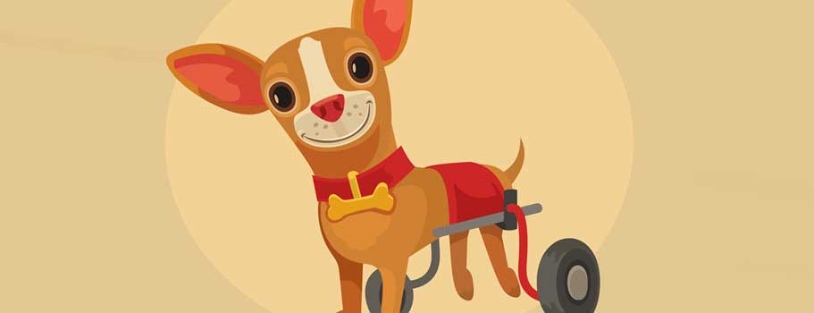 A Look at The Best Medicine for Dog Hip Pain A Look at The Best Medicine for Dog Hip Pain