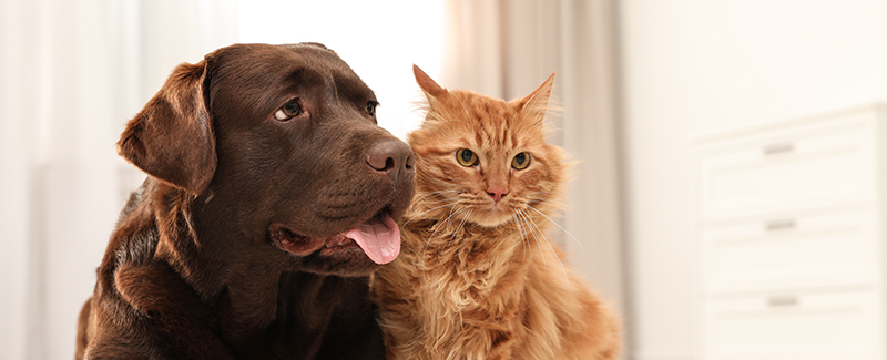 best online pet pharmacy best online pet pharmacy