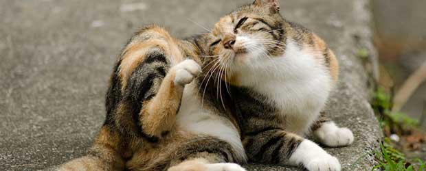Best program flea control reviews for cats and dogs Best program flea control reviews for cats and dogs