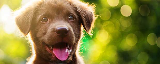 Best wormers for dogs Best wormers for dogs