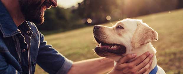 Buy advantage multi for dogs Buy advantage multi for dogs