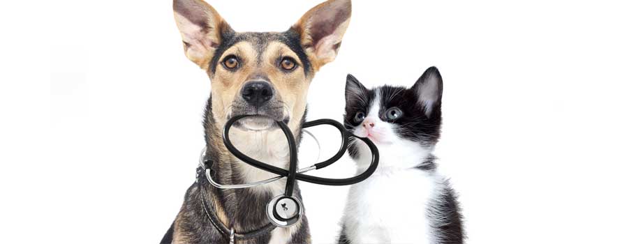 Where To Find Pet Meds Without Vet Prescription? - World ...