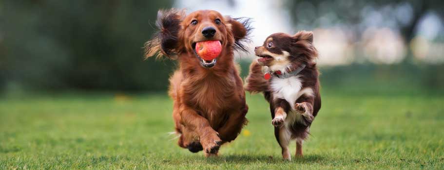 Buy Heartgard Plus 51-100lbs Chewables Without Vet Scripts Buy Heartgard Plus 51-100lbs Chewables Without Vet Scripts