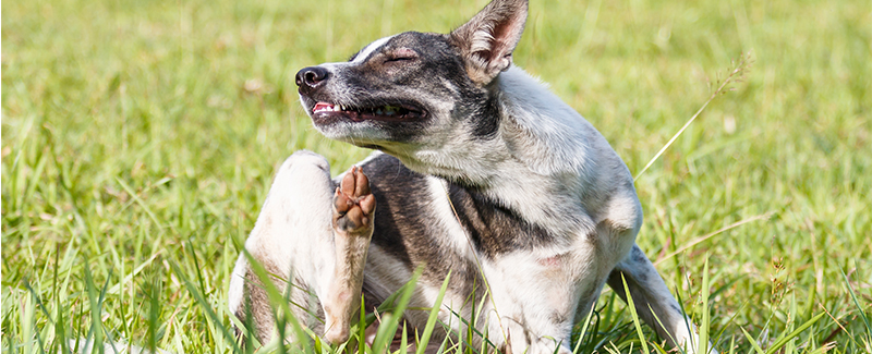 buy pet meds without vet prescriptions