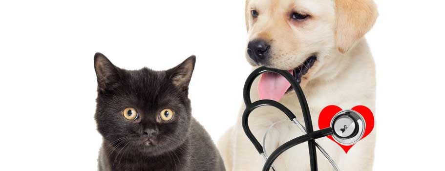 Buy Sentinel Flavor Tablets Without Vet Prescription Buy Sentinel Flavor Tablets Without Vet Prescription
