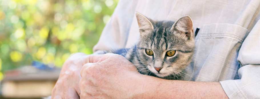 More on Effective Cat Arthritis Medicine