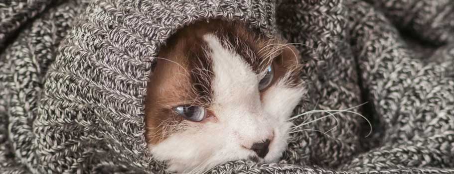 Cat Nausea Medicine Cat Nausea Medicine
