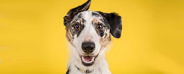 Comfortis Without A Vet Prescription Comfortis Without A Vet Prescription