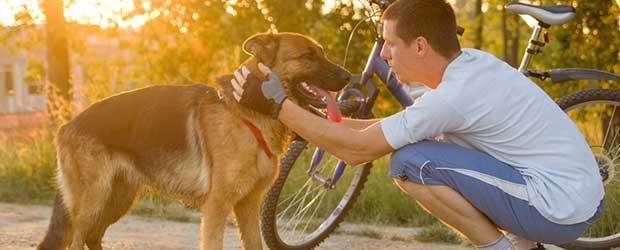 Where Can I Buy Dasuquin for Dogs Where Can I Buy Dasuquin for Dogs