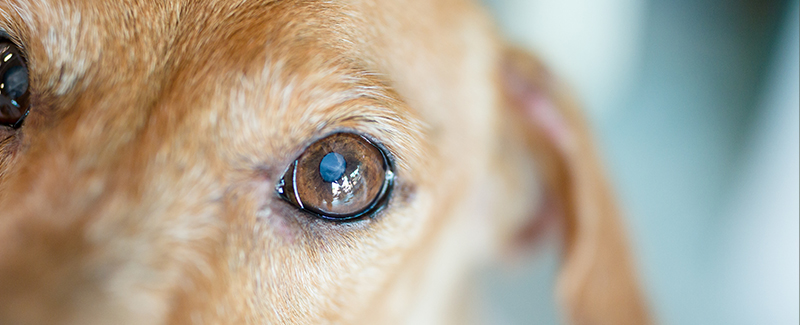 Can You Use Human Eye Drops On Dogs?