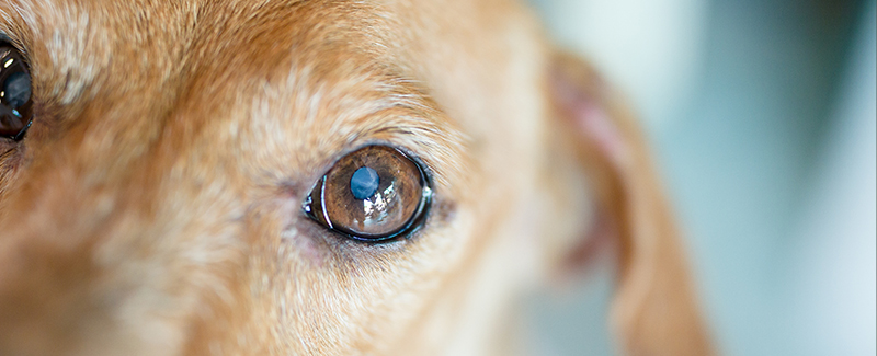 dog eye infection