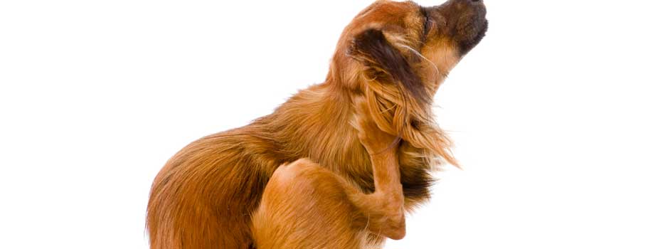 Best Dog Itching Medicine Best Dog Itching Medicine