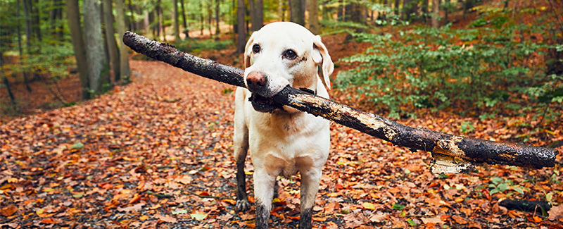 dog wound care dog wound care