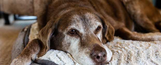 Not This Pet: Drontal for Cats or Dogs Not This Pet: Drontal for Cats or Dogs