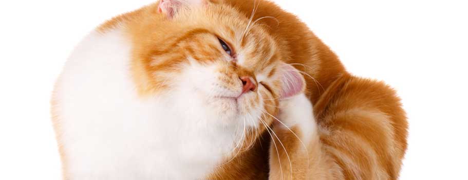 Ear Mite Medicine for Cats without Vet Prescription