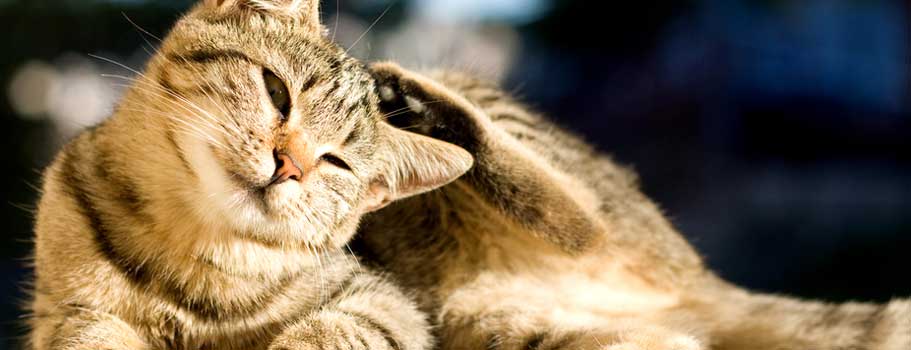 Ear Mites in Cats