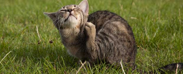 How to eliminate fleas on cats How to eliminate fleas on cats