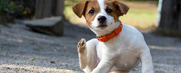 Fleas on dogs - Best Medicine No Prescription Fleas on dogs - Best Medicine No Prescription