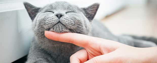 Buying Fortiflora for cats without Vet Prescription Buying Fortiflora for cats without Vet Prescription
