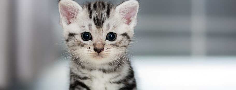 Frontline for Kittens Frontline for Kittens