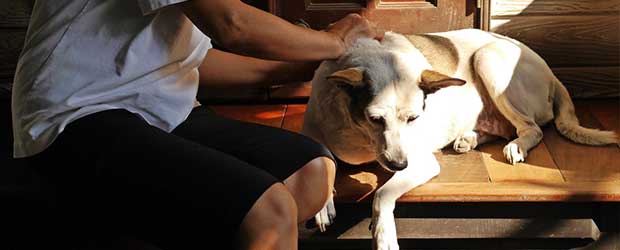 Buying Frontline Plus for dogs 45-88 lbs. Buying Frontline Plus for dogs 45-88 lbs.