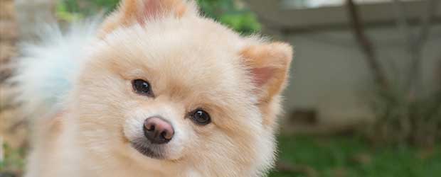 Buying Frontline Plus for Small Dogs Buying Frontline Plus for Small Dogs