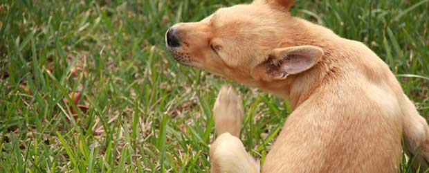 Frontline Plus Reviews For Dog Fleas