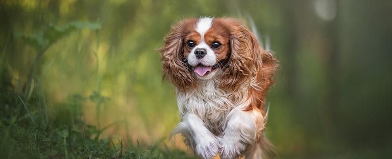Medication For Congestive Heart Failure In Dogs