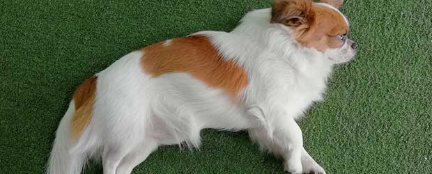 Heartgard for Dogs at a Great Price Heartgard for Dogs at a Great Price