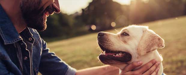 Buying heartworm sentinel spectrum for dogs Buying heartworm sentinel spectrum for dogs