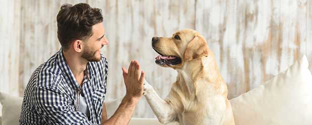 heartworm medication for dogs without vet