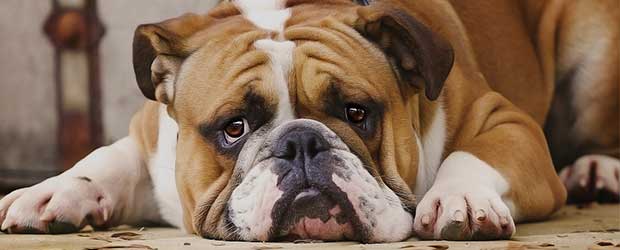 Best Medication for Heartworms in Dogs Best Medication for Heartworms in Dogs