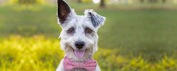 Heartworm medicines for dogs Heartworm medicines for dogs