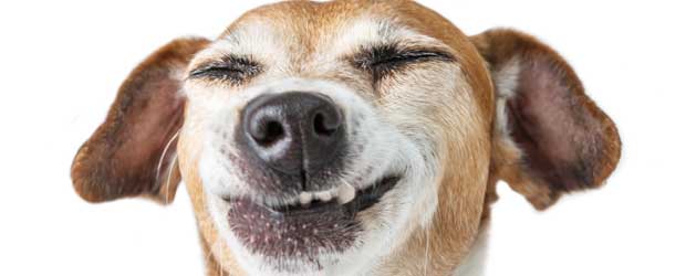 Heartworm Pills for Dogs Heartworm Pills for Dogs