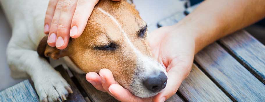 Heartworm Treatment for Dogs