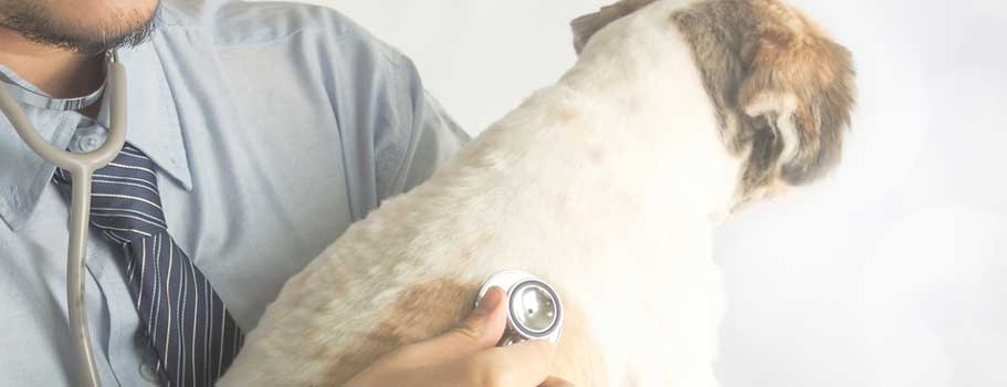 How do Dogs get Hearworms How do Dogs get Hearworms