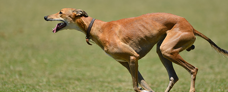 how often to deworm dogs how often to deworm dogs