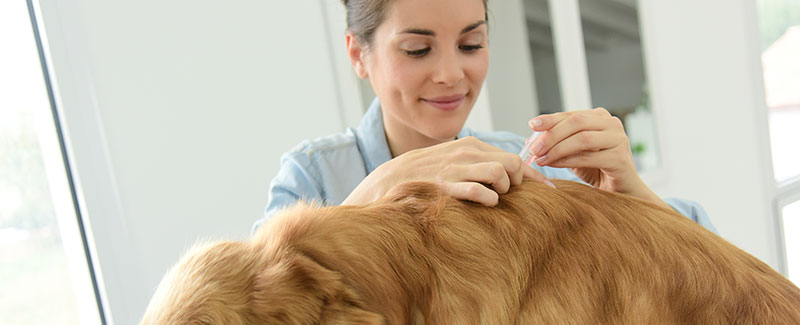 how to apply revolution for dogs how to apply revolution for dogs