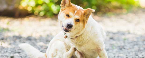 How to Get Rid of Fleas How to Get Rid of Fleas