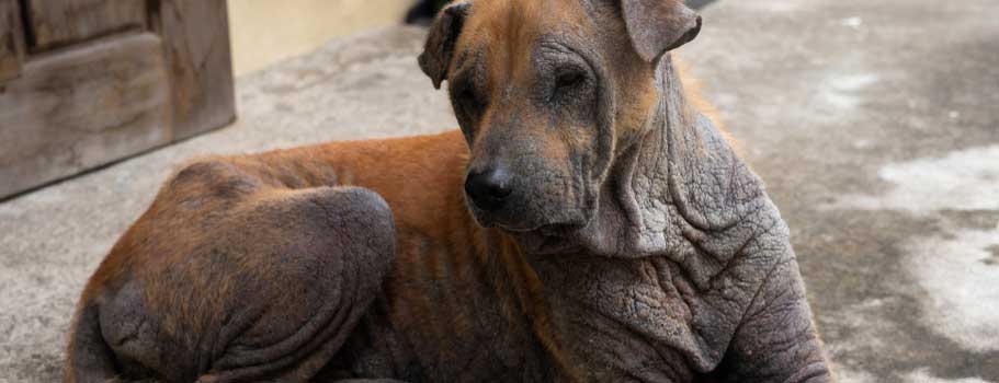 Get Rid of Mange in Dogs Get Rid of Mange in Dogs