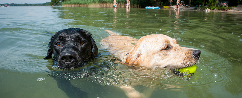 how to keep your pets cool in summer