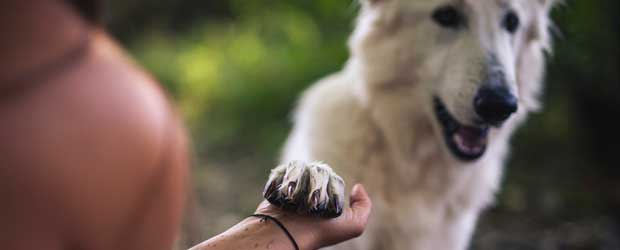 Worm Worries? Interceptor Plus for Dogs Worm Worries? Interceptor Plus for Dogs