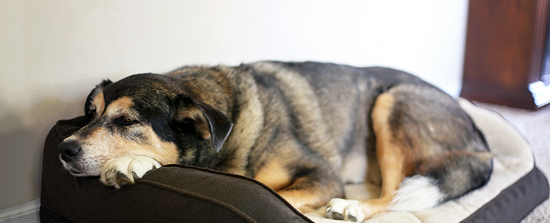 is dasuquin safe for dogs is dasuquin safe for dogs