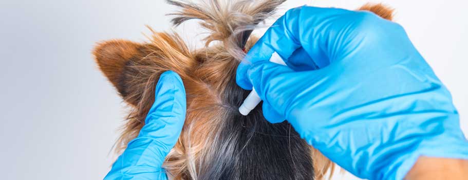 Is Flea and Tick Medicine Safe for Dogs?