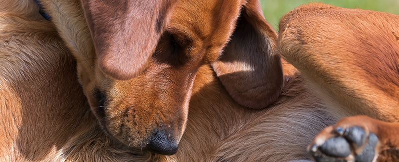 is lufenuron safe for dogs is lufenuron safe for dogs